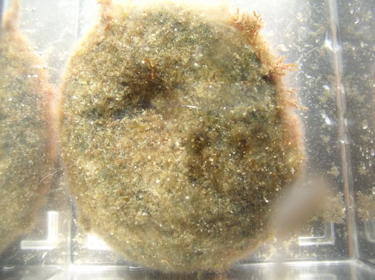 codium-bursa-envahi-piphyte