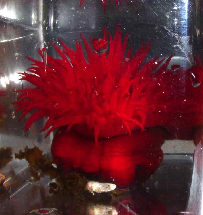 anemone-rouge3.jpg