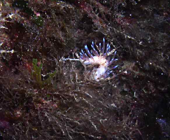 nudibranche-cratenia-peregr.jpg