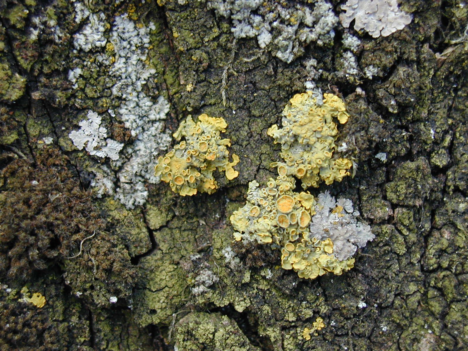 lichen-1