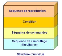 structure d'un virus informatique