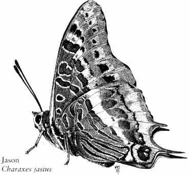 Papillon Jason (Charaxes jasius)