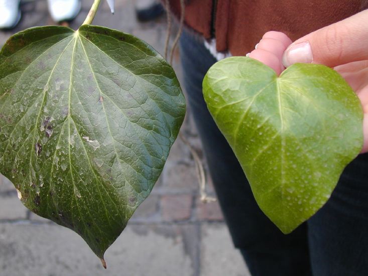 2feuilles-differentes