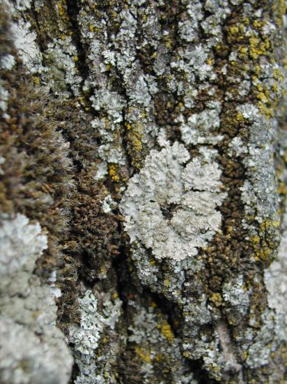 lichen2