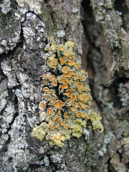 lichen3