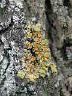 lichen3